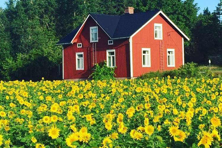 A sunflower field in front of Faffas bed and breakfast in Korpo
