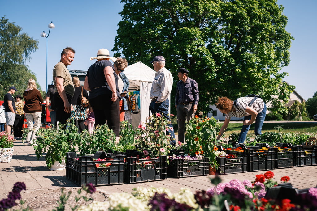 People shopping for plants and flowers from various vendors at an outdoor market on a sunny day.