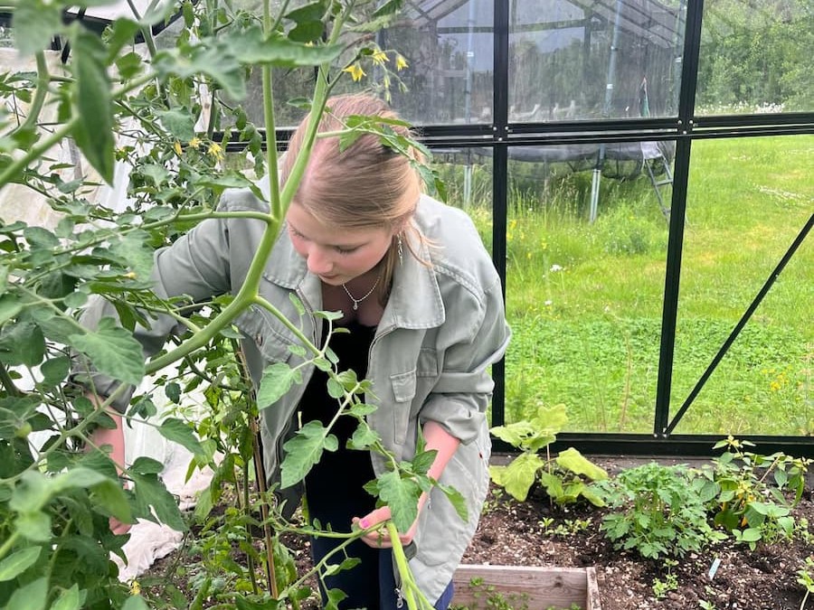 En person tar hand om växter i ett växthus, omgivet av gröna bladverk och trädgårdsbäddar.